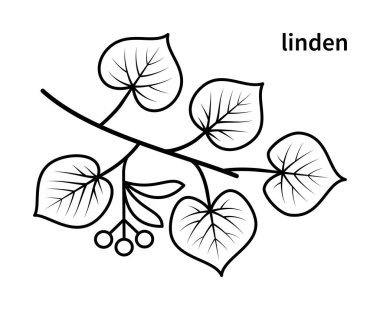 Linden dal vektör çizgisi simgeleri. Doğa ve ekoloji. Linden, yapraklar, bitki, ikon, çizim, fetüs, unvan ve daha fazlası. Beyaz arkaplanda web siteleri simgesi için ıhlamur kolunun izole bir koleksiyonu.