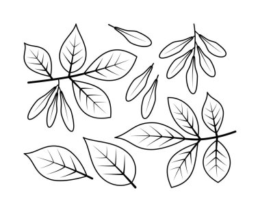 Ash branches and ash fruit vector line icons. Nature and ecology. Ash, leaves, plant, icon, drawing, fetus and more. Isolated collection of line icons ash branches on white background.