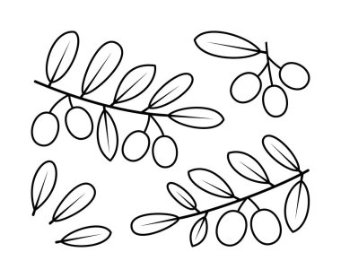 Olive branches and olive fruit vector line icons. Nature and ecology. Olive, leaves, plant, icon, drawing, fetus and more. Isolated collection of line icons olive branches on white background.