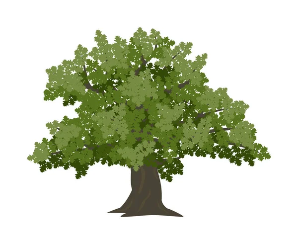 Vector drawing of oak tree. Nature and ecology. Isolated vector illustration of oak tree on a white background for social networks, posters, cards.