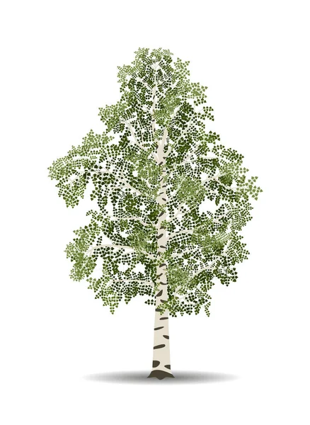 Vector Drawing Birch Tree Nature Ecology Isolated Vector Illustration Birch — Stock Vector