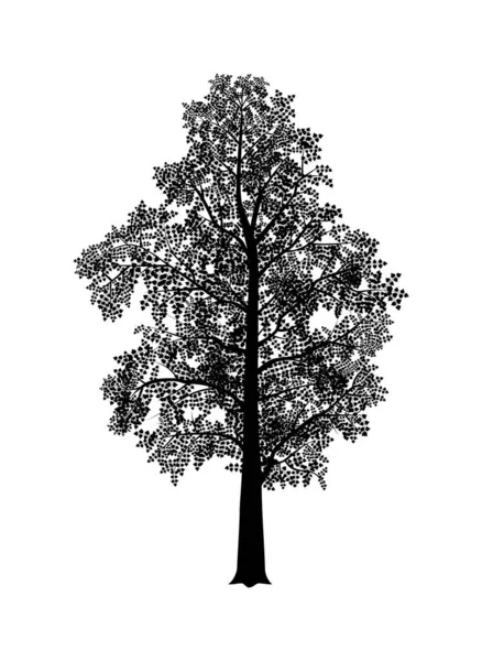 Vector Silhouette Birch Tree Nature Ecology Isolated Vector Silhouette Birch — Stock Vector