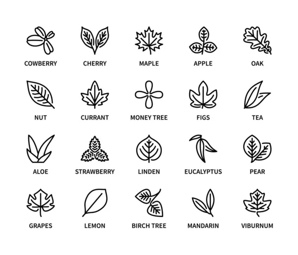 Feuilles Différentes Plantes Vectorielles Jeu Icônes Linéaires Conception Feuille Feuilles — Image vectorielle