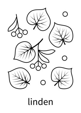 Linden yaprakları ve ıhlamur meyvesi vektör çizgisi simgeleri. Doğa ve ekoloji. Linden, yapraklar, bitki, ikonlar, çizimler ve daha fazlası. Beyaz arkaplanda web siteleri simgesi için yaprakların izole bir koleksiyonu.