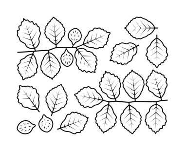 Kayın dalları ve kayın ağacı vektör çizgisi simgeleri. Doğa ve ekoloji. Kayın, yaprak, bitki, ikon, çizim, fetüs ve daha fazlası. Yalıtılmış çizgi simge koleksiyonu beyaz arkaplanda kayın dalları.