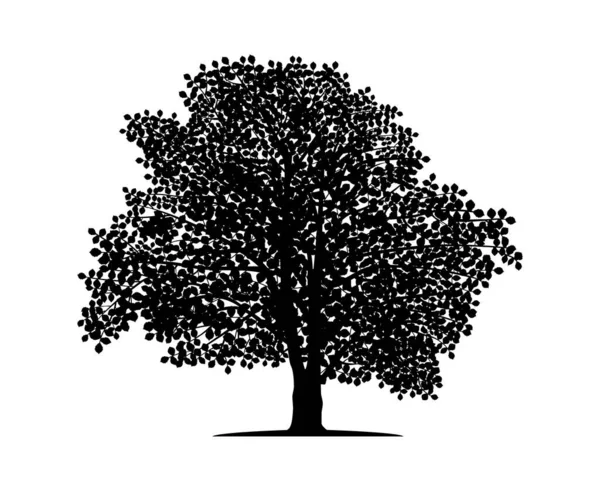 Vector Silhouette Beech Tree Nature Ecology Isolated Vector Silhouette Beech — Stock Vector