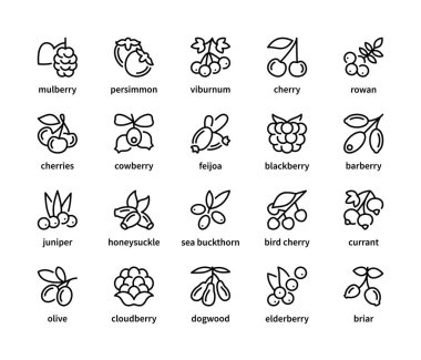 Berry simple set of vector linear icons. Symbol of healthy and natural food. Mulberry persimmon viburnum cherry rowan cowberry and more. Isolated collection of berries icons on white background. clipart