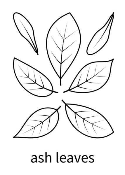 Иконки Векторных Линий Золы Золы Природа Экология Пепел Лист Растение — стоковый вектор