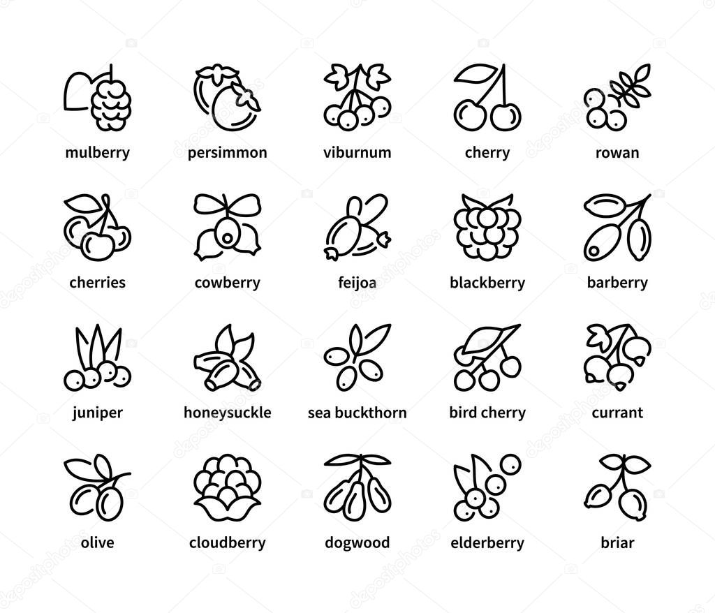 Berry simple set of vector linear icons. Symbol of healthy and natural food. Mulberry persimmon viburnum cherry rowan cowberry and more. Isolated collection of berries icons on white background.