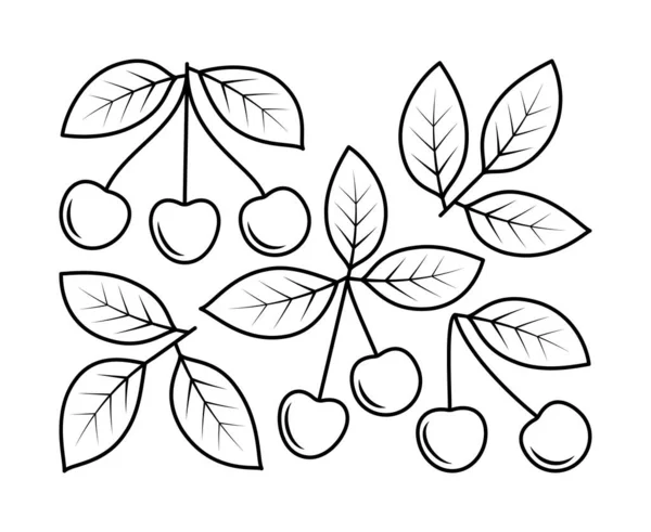 Векторное Рисование Вишневой Ветви Вишневых Фруктов Природа Экология Вишня Листья — стоковый вектор