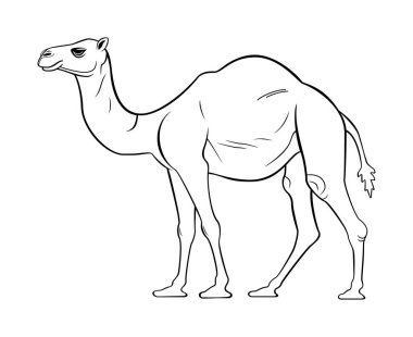 Deve vektör çizimi. Deve, çizim, hayvan, hayvan, sembol, imaj, beyaz arka planda amblem. Grafik ve web tasarımı, logo, dövme ve daha fazlası için düz deve figürü.