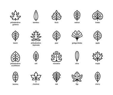 Yaprak doğrusal vektör simgeleri. Doğa ve ekoloji. Yaprakların doğrusal stili filodendron, bambu, huş ağacı, ceviz, ıhlamur, kayın, armut ve diğerleri. Beyaz arka planda yaprakların izole edilmiş ana hatları.