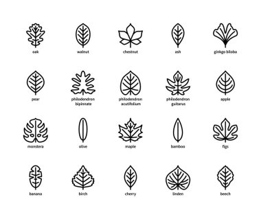Yaprak doğrusal vektör simgeleri. Doğa ve ekoloji. Yaprakların doğrusal stili meşe, ceviz, kestane, kül, ginkgo biloba, armut ve diğerleri. Beyaz arka planda yaprakların izole edilmiş ana hatları.