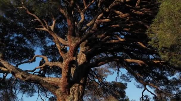 意大利松木或松果树冠 夕阳西下美丽的松枝 — 图库视频影像
