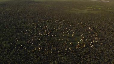 Otlakta otlayan bir koyun sürüsü. - Evet. Yüksek kalite 4k görüntü