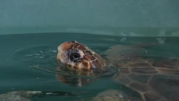 Черепаха Логарифмічного Відділення Знаходиться Обробці Штучному Резервуарі Черепаха Виходить Води — стокове відео