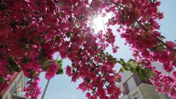 Promienie Słońca Lśniące Przez Kwitnące Różowe Kwiaty Ulicy Antalya Turcja — Wideo stockowe