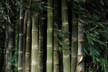 Asya 'da yeşil bambu yoğunluğunda bir orman. Bambu gövdesi doğal arkaplandır