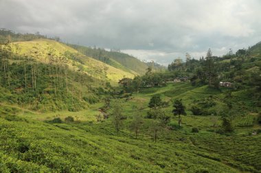 Sri Lanka 'nın dağlık köyündeki çay tarlalarının kırsal bir manzarası.