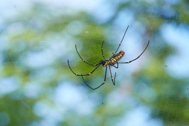 Büyük siyah ve sarı tropikal bir örümcek ağını örüyor. Yeşil bahçede yaygın bir balina örümceği bulanık arka planda