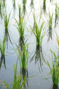 Çeltik tarlasında suyun dışında yetişen pirinç filizleri. Geleneksel Asya pirinci tarım yetiştiriyor.