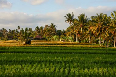 Gün batımında pirinç tarlaları ve palmiyeleri olan kırsal bir Bali manzarası. Tropikal kırsalda verimli tropikal bitki örtüsü.