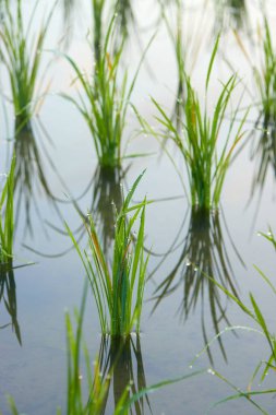 Çeltik tarlasında suyun dışında yetişen pirinç filizleri. Geleneksel Asya pirinci tarım yetiştiriyor.