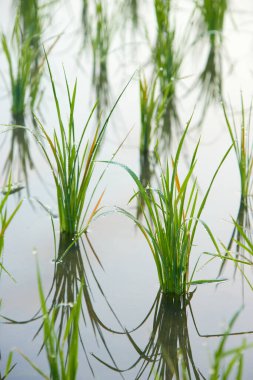 Çeltik tarlasında suyun dışında yetişen pirinç filizleri. Geleneksel Asya pirinci tarım yetiştiriyor.