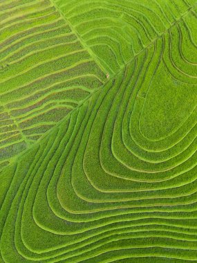 Bali 'deki yemyeşil pirinç tarlaları ve manzaralı çeltik tarlaları. Sürdürülebilir Tarım, Kırsal Havacılık Manzarası