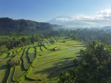 Yeşillik pirinç tarlaları ve Agung Dağı 'nın havadan manzarası. Bali Kırsalında Sürdürülebilir Tarım - Tropikal Doğa