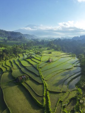 Yeşillik pirinç tarlaları ve Agung Dağı 'nın havadan manzarası. Bali Kırsalında Sürdürülebilir Tarım - Tropikal Doğa