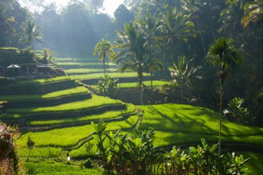Bali 'deki Tegallalang Rice Terasları tropik yeşilliklerle çevrili. Geleneksel çiftçilik sergilenen ikonik çeltik tarlaları