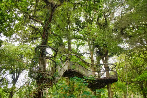 Bali Botanik Bahçesi 'nin tropikal ormanlarındaki ağaçların üzerinde ahşap köprüler ve merdivenlerle asılı kalan Eko Ormanı Parkı