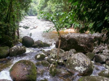 Serene rainforest scene featuring a flowing river, large boulders and lush vegetation. The image captures the tranquility of nature with clear water flowing over moss-covered rocks surrounded by dense forest foliage. clipart