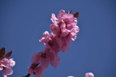 Pink branch of cherry blossoms against the blue sky. Spring. High quality photo