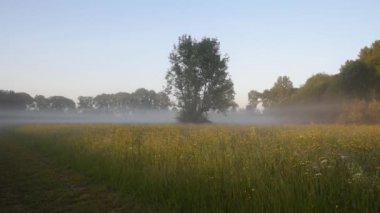 Sisli bir sabah, sis yeşil çayırları, ağaçları kaplıyor. Yüksek kaliteli FullHD görüntüler