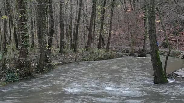 Осінь Поміж Дерев Тече Річка Чоловік Біжить Уздовж Берега Високоякісні — стокове відео