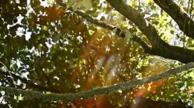 Ağaç yapraklarının ve dallarının sudaki yeşil ve kırmızı renklerde yansıması. Yaz güneşli hava atmosferi, akarsu kenarında meditasyon için. Güneş ışınları yaprakların arasından doğar