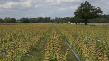 Bloom 'daki Sarı Gentiana Lutea Tarlası. Video Kavramı: Büyüleyici bir panoramik manzara. Çiçek açan bir Genlow Gentian, Gentiana lutea, kırsal bir alanda doğal gün ışığında çekilmiş bir alan.
