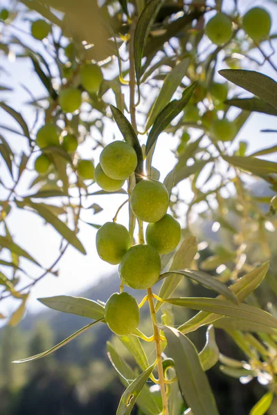Aceitunas Rama Olivo Detalle Primer Plano Los Frutos Aceitunas Verdes —  Fotos de Stock