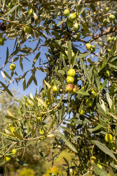 Olivy Větev Olivovníku Detail Detail Ovoce Zelené Olivy Selektivní Zaměření — Stock fotografie