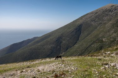 La Rhune dağının tepesindeki çayırdaki at. Arka planda sis denizi var.