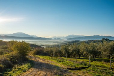 Maremma kırsalının panoramik manzarası, zeytin ağaçları, yuvarlanan tepeler ve yeşil alanlar. Ufukta deniz var. Casale Marittimo, Pisa, Toskana İtalya Avrupa