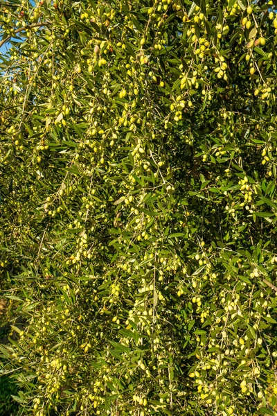 Oliven Auf Olivenzweigen Detailaufnahme Von Grünen Olivenfrüchten Mit Selektivem Fokus — Stockfoto