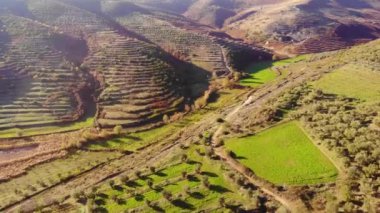 Antequera, Andalusia, İspanya yakınlarındaki zeytinyağı üretimi için bir zeytin ağacının hava aracı görüntüsü. Yukarıdan görünen zeytin ağacı tarlası.
