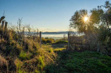 Maremma kırsalının panoramik manzarası, zeytin ağaçları, yuvarlanan tepeler ve yeşil alanlar. Ufukta deniz var. Casale Marittimo, Pisa, Toskana İtalya Avrupa