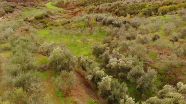 Antequera, Andalusia, İspanya yakınlarındaki zeytinyağı üretimi için bir zeytin ağacının hava aracı görüntüsü. Yukarıdan görünen zeytin ağacı tarlası.