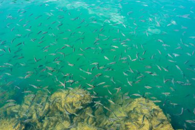 Su altında balık sürüsü. Denizde balık.