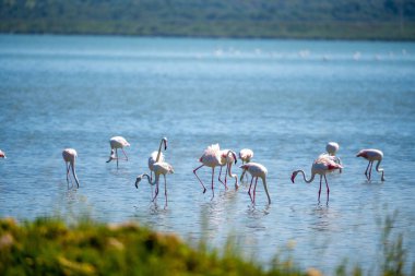 Arnavut Göllerinde Büyüleyici Flamingo Balesi.