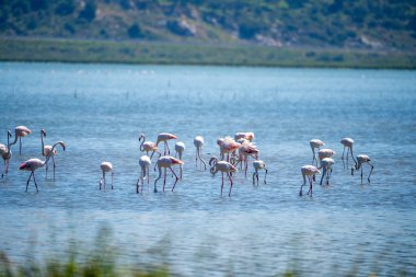 Arnavut Göllerinde Büyüleyici Flamingo Balesi.